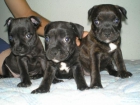 staffordshire bull terrier - mejor precio | unprecio.es