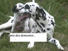 vendo cachorros dalmata 300 - mejor precio | unprecio.es