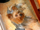 YORKSHIRE TERRIER CON PEDIGREE PARA MONTAS(VALENCIA) - mejor precio | unprecio.es