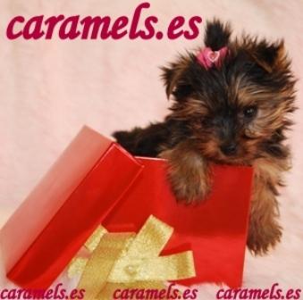 Yorkshire Terrier Toy. Nueva camada.