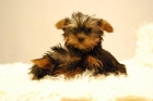 ( Entrega inmediata ) _ Yorshire toy _ WWW.ANIMALFLOWER.COM _ VACUNADO Y DESPARASITADO _ CONTRATO COMPRAVENTA - mejor precio | unprecio.es