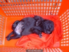 ayuda a esta preciosa cachorrita - mejor precio | unprecio.es