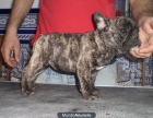Bulldog Frances - mejor precio | unprecio.es