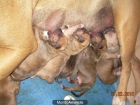 cachorros american stanford - mejor precio | unprecio.es