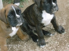 cachorros boxer - mejor precio | unprecio.es
