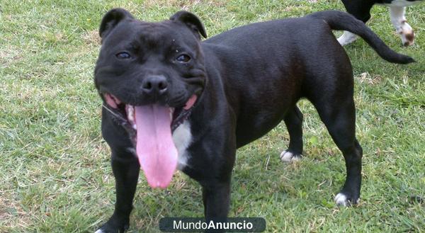 CACHORROS DE STAFFORDSHIRE BULL TERRIER