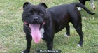 CACHORROS DE STAFFORDSHIRE BULL TERRIER - mejor precio | unprecio.es