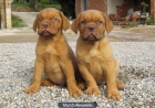 Cachorros Dogo de Burdeos 400€ - mejor precio | unprecio.es