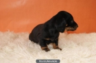 disponemos de perritos teckel caninchen y teckel miniatura, para entregarsee - mejor precio | unprecio.es