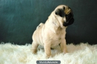 PUG CARLINOS DE CALIDAD COLOR ARENA TAMBIEN NEGROS MACHOS Y HEMBRAS - mejor precio | unprecio.es