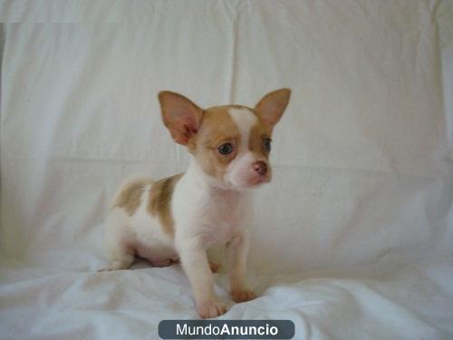 Regalo chihuahua cachorros (Madrid)