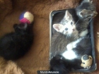 regalo gatitos - mejor precio | unprecio.es