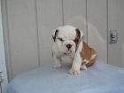 Registrados Bulldog Inglés cachorros. - mejor precio | unprecio.es