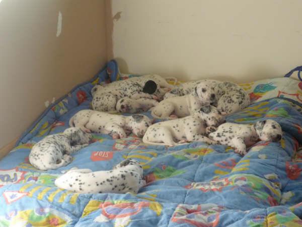 Se venden cachoros de dálmata