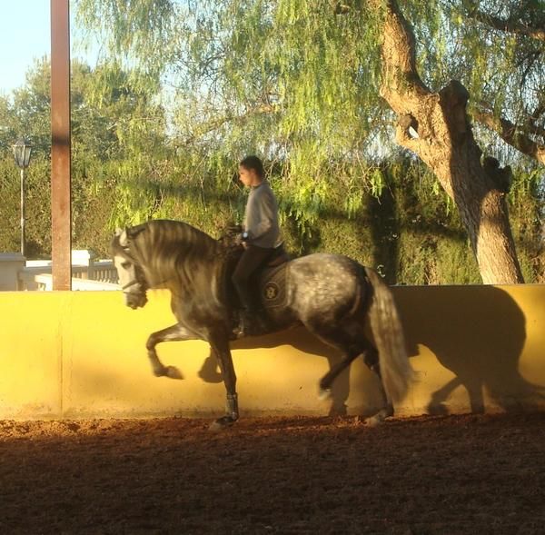 Vendo Caballo PRE Tordo