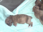 vendo cachorros boxer - mejor precio | unprecio.es