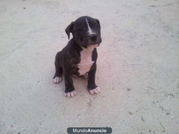 Vendo preciosos cachorros para caza mayor