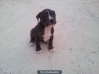 Vendo preciosos cachorros para caza mayor - mejor precio | unprecio.es
