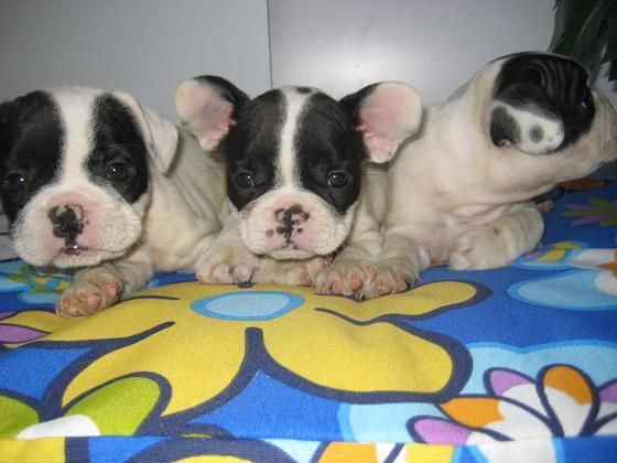 ¡tu bull dog frances aquí!