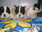 ¡tu bull dog frances aquí! - mejor precio | unprecio.es