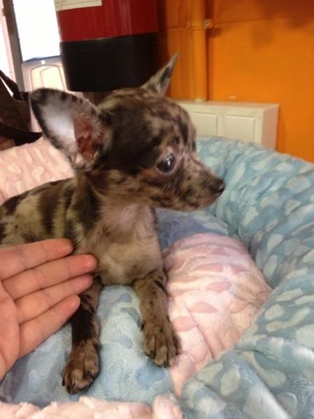 **Preciosa Chihuahua Merle Blue***