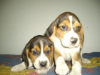 ARCO DE CAPARRA"VENDE PRECIOSOS CACHORRITAS BEAGLE TRICOLOR CON PEDIGREE. A 200 . - mejor precio | unprecio.es