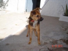 Ari abandonada buscando un lugar donde cobijarse - mejor precio | unprecio.es