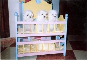 bichon maltes