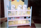 bichon maltes - mejor precio | unprecio.es