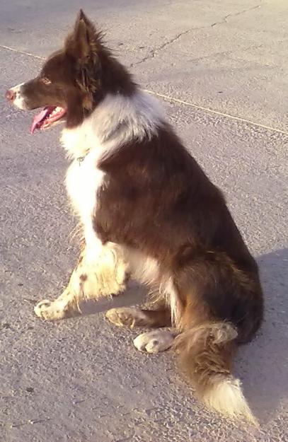 Cachorros Border Collie