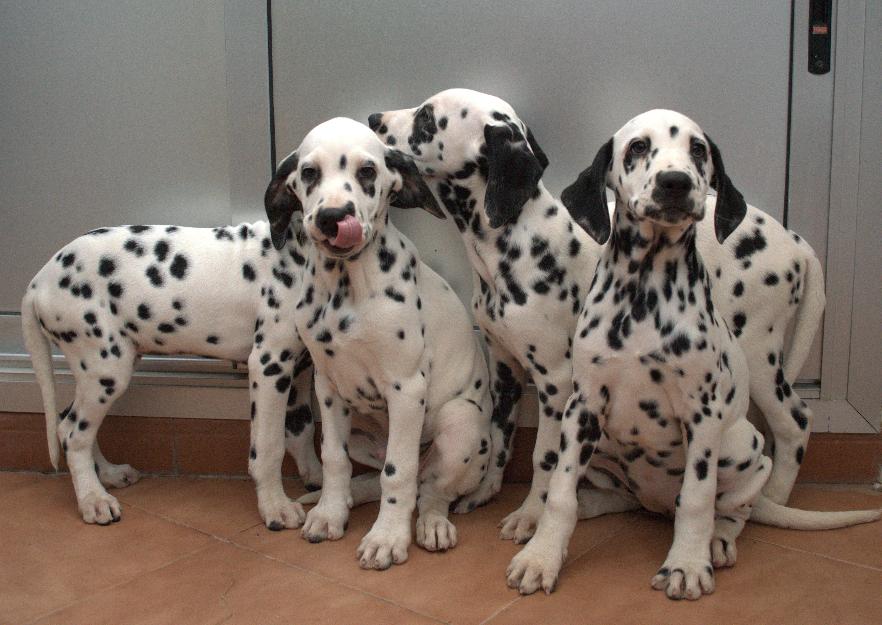 Cachorros dalmata destetados