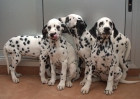Cachorros dalmata destetados - mejor precio | unprecio.es