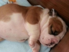 Camda de Bulldog Ingles - mejor precio | unprecio.es