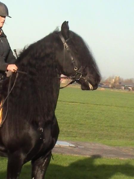 Castrado Friesian Magnífico para la venta.