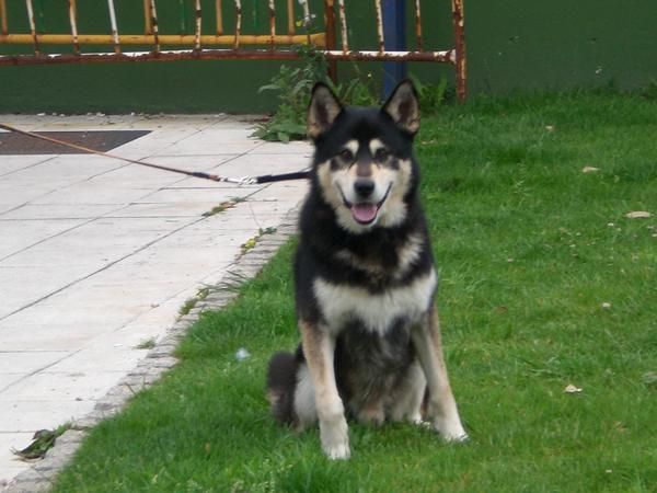 En Adopción cruce de Husky x Pastor Alemán