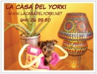 La casa del yorki, criadores mini toy - mejor precio | unprecio.es