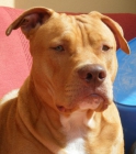 ofrezco macho pitbull red nose para montas en tenerife exelente linea - mejor precio | unprecio.es