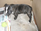 Se vende hembra de staffordshire bull terrier - mejor precio | unprecio.es