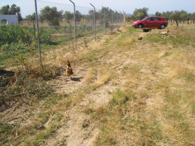 Se vende parcela en campo maior