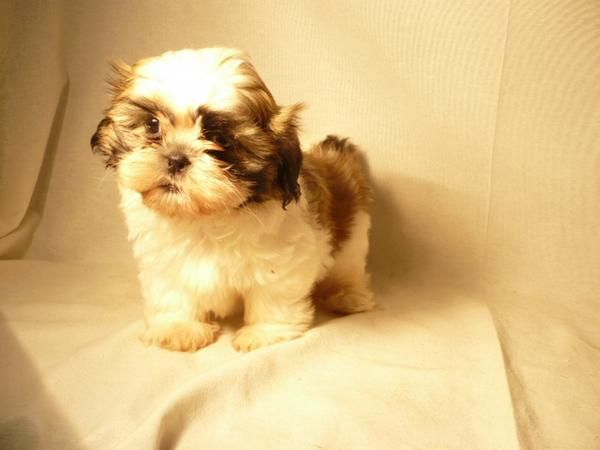 SHIH TZU MUY LINDOS TRICOLOR UNA MONADA PIDENOS EL TUYO INSCRIPCION EN EL MOMENTO DE LA ENTREGA UNA PASADA