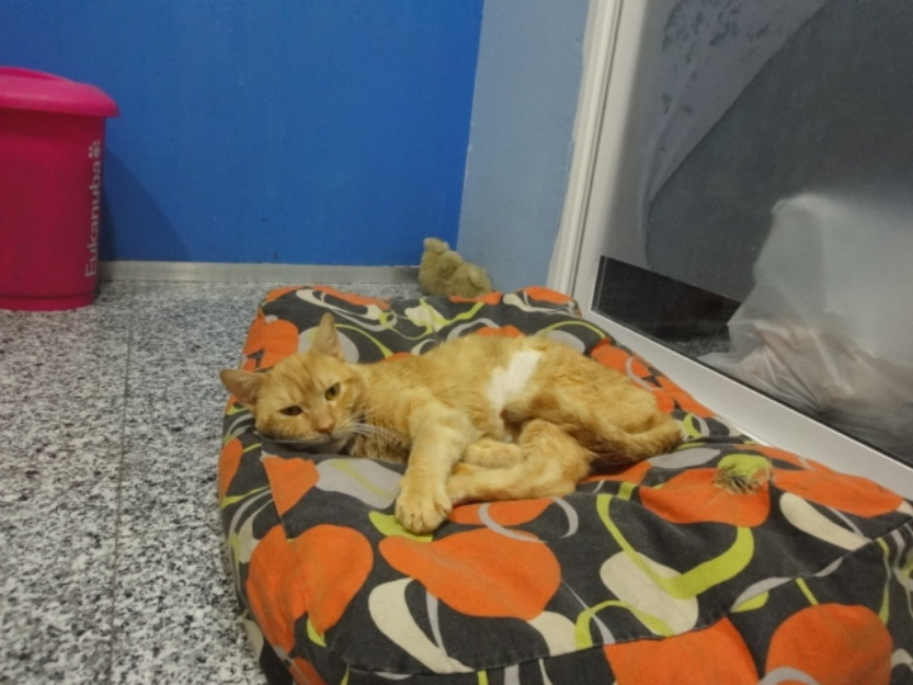 ROCHET.gato rubio...sería tan FELIZ  en un hogar