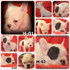 Bulldog frances a 550€ - mejor precio | unprecio.es