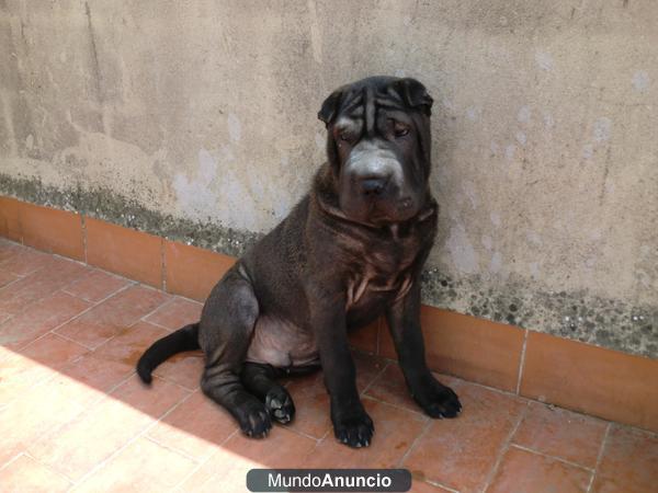 cachorros de sharpei americano