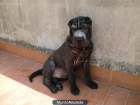 cachorros de sharpei americano - mejor precio | unprecio.es