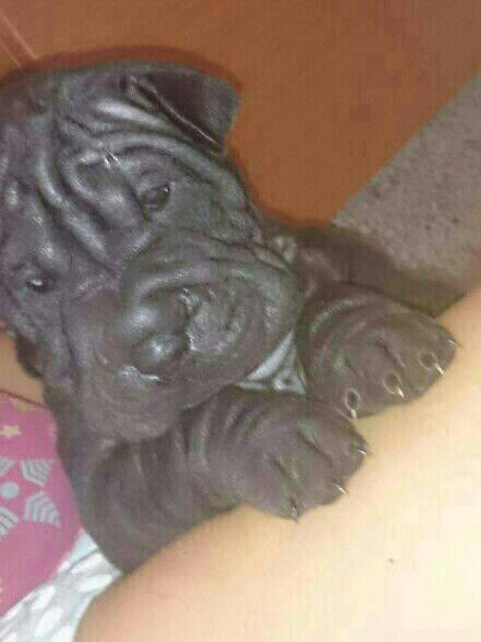 Cachorros sharpei