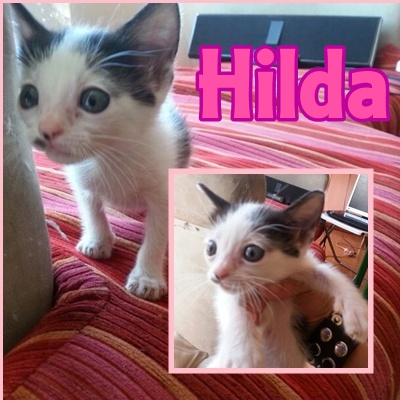 HILDA, solo queda ella.