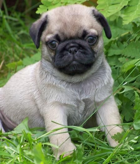 le encantaría tener estos cachorros pug