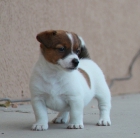 Macho Jack Russell Terrier cachorro Dosponible - mejor precio | unprecio.es