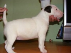 Preciosa hembra de Bull Terrier - mejor precio | unprecio.es