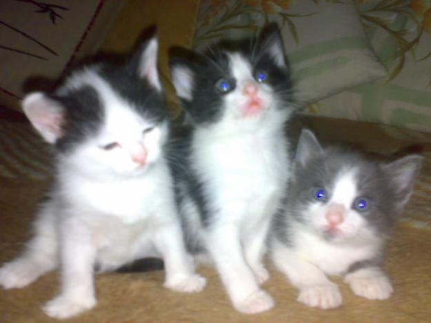 Regalo Gatitos recién nacidos